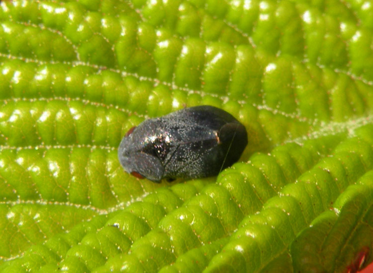 Sembra un Homoptera...Penthimia nigra